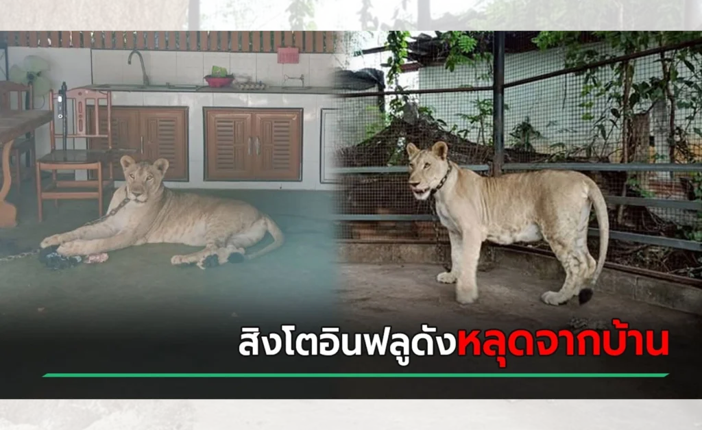 สิงโตอินฟลูฯดัง - sanook