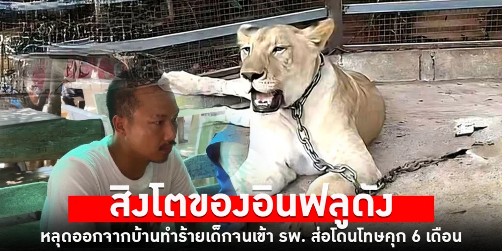 สิงโตอินฟลูฯดัง - sanook