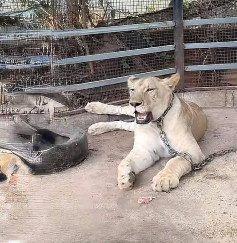 สิงโตอินฟลูฯดัง - sanook